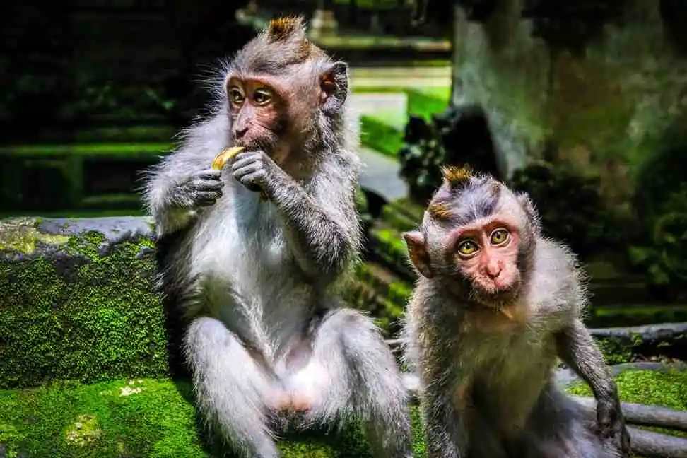 Sangeh Monkey Forest: A Monkey Jungle Near Ubud, Bali